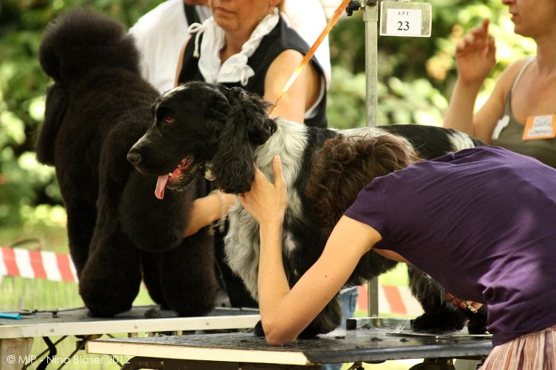 2012-07-01 B & B - Bedlington & Bichon Fun Day (59)_1500x1000.jpg